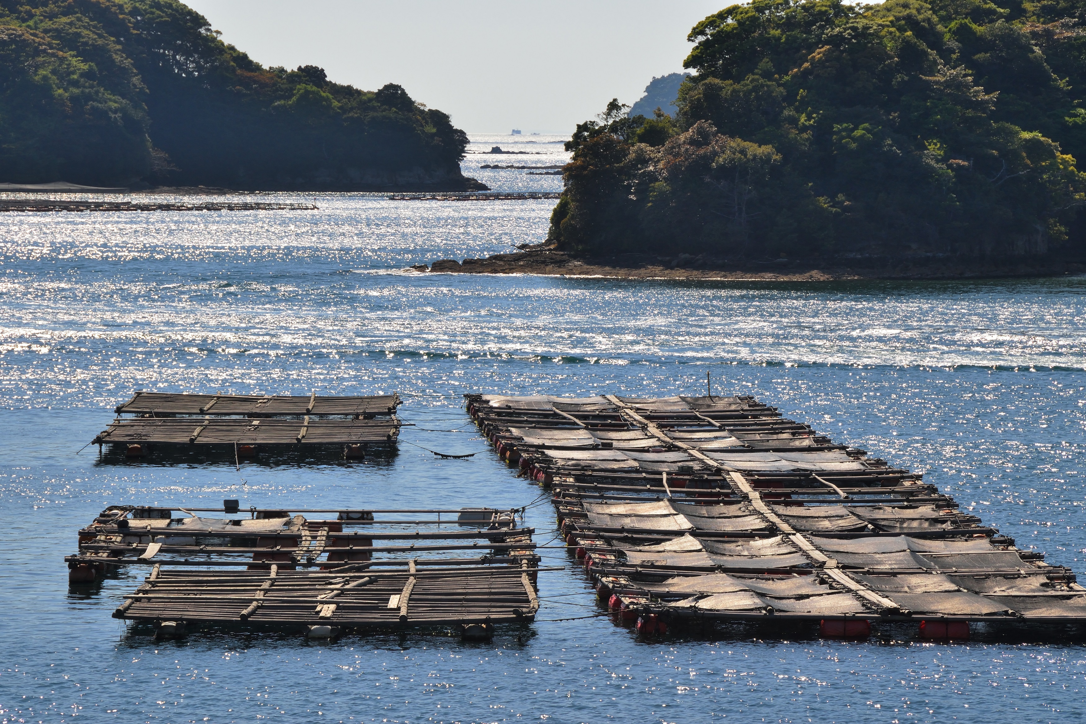 【2026年現地ルポ】瀬戸内の海が育む奇跡の味覚――岡山・日生でしか味わえない「生ガキ革命」と浜の男たちの挑戦