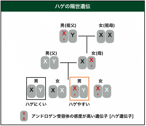 祖父母の面影が突然現れる謎とは？2026年のゲノム科学が明かす「世代を飛び越える遺伝」の真相と最新事情
