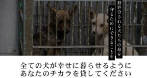 【話題】 ピース ワンコ ジャパン 悪評 話題のSns投稿まとめ 2026 #705
