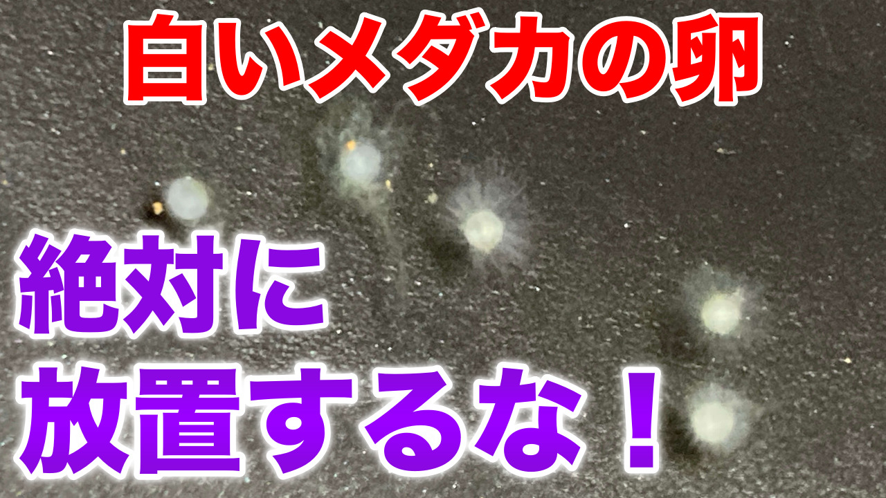 メダカの卵が白い原因と全滅を防ぐ対処法｜有精卵の見分け方とカビ防止策
