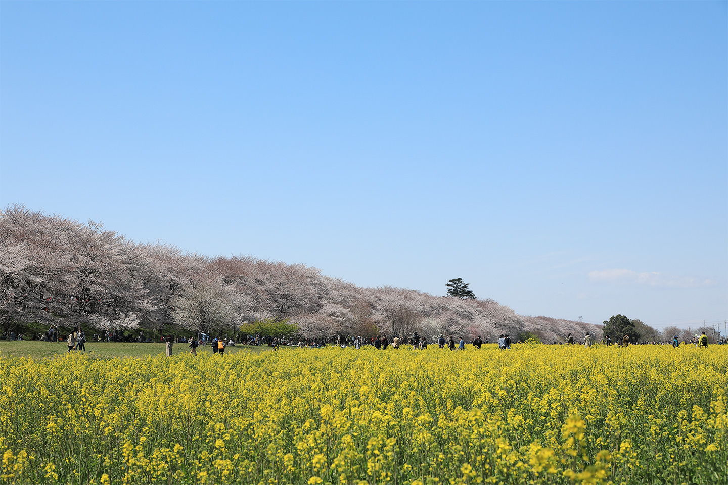 幸手権現堂堤の絶景攻略法！混雑回避の秘訣と最新ロケ地の全貌