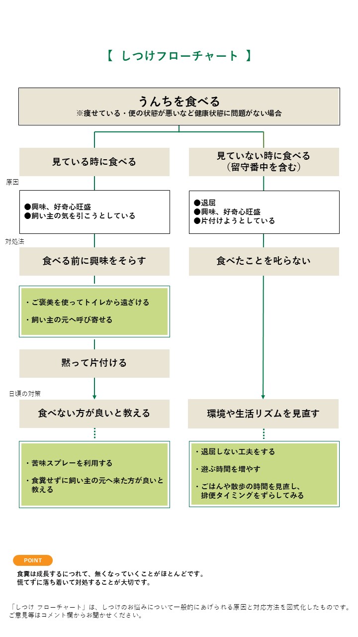 犬がうんこを食べる理由とは？獣医師が明かす原因と今すぐできる対策