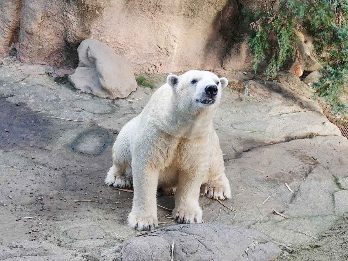 551蓬莱と天王寺動物園を結ぶ絆！ゴーゴが繋いだ命の真相