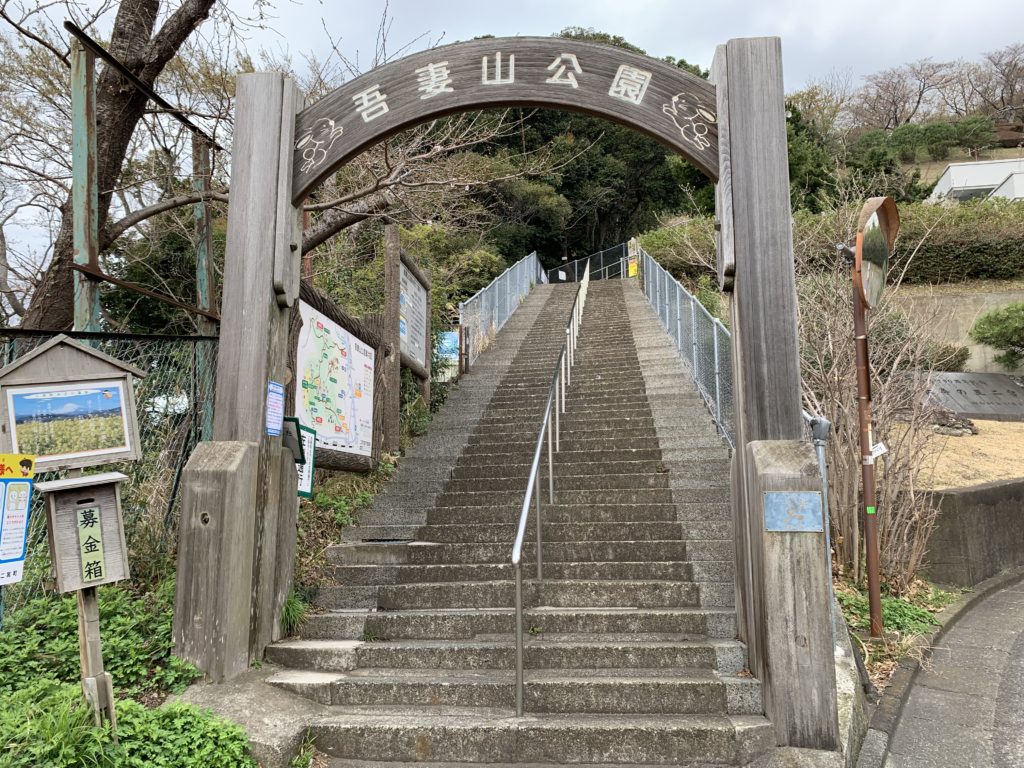 吾妻山公園の菜の花と富士山絶景！きつい階段と混雑の回避術【2026】