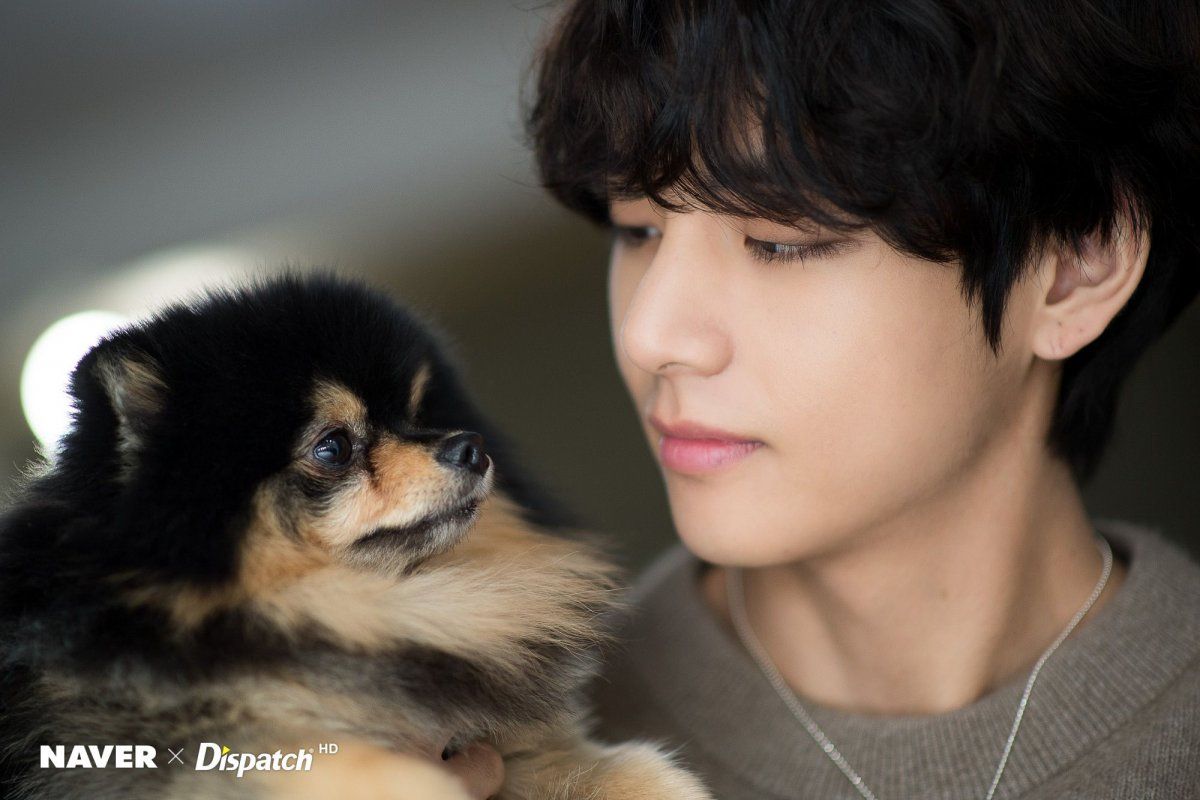 Pictures of v Bts Dog
