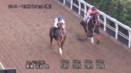 【経歴】 スワン ステークス 追い 切り 徹底解説＆真相まとめ #992