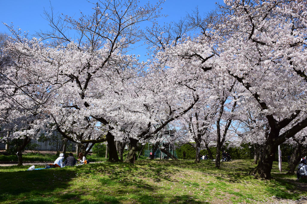 【2026年現地取材】150余年の歴史が魅せる新章——住吉公園の再開発と歴史が織りなす大阪の新たなパブリックスペース
