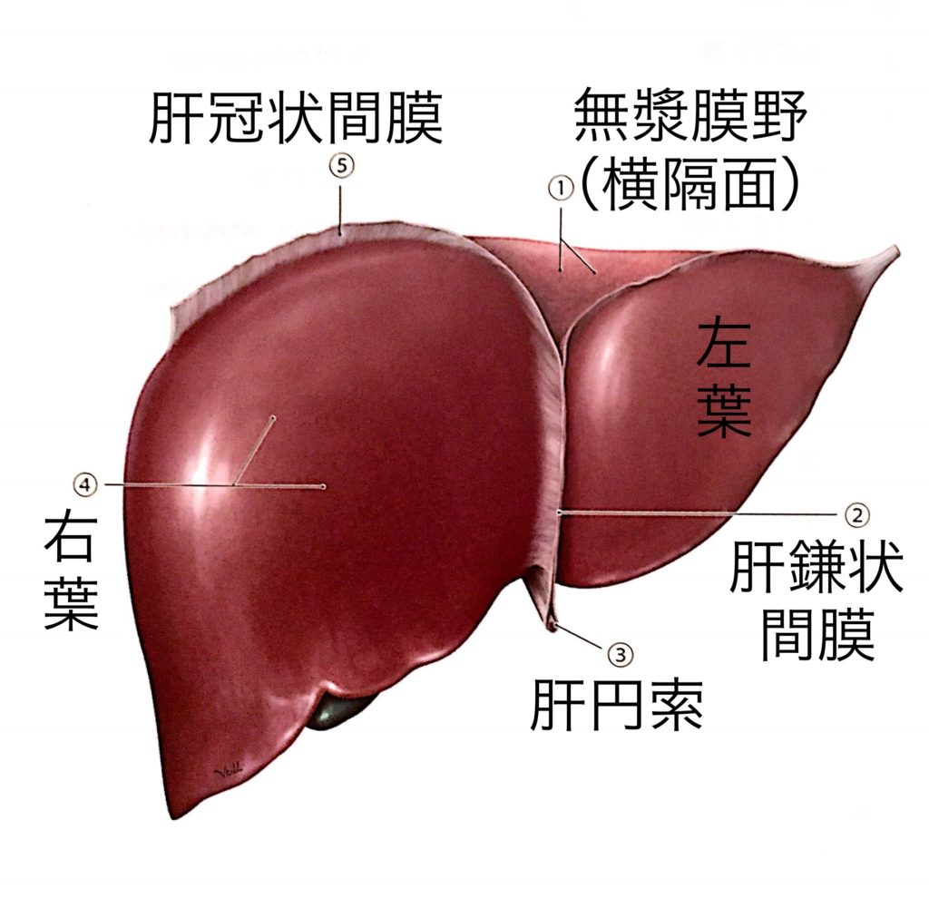 肝円索とは？胎児循環の痕跡が持つ臨床的役割と画像診断の真相