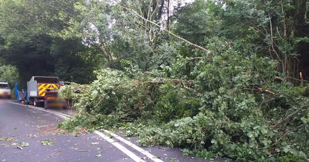A40 London Road Traffic Fallen Tree