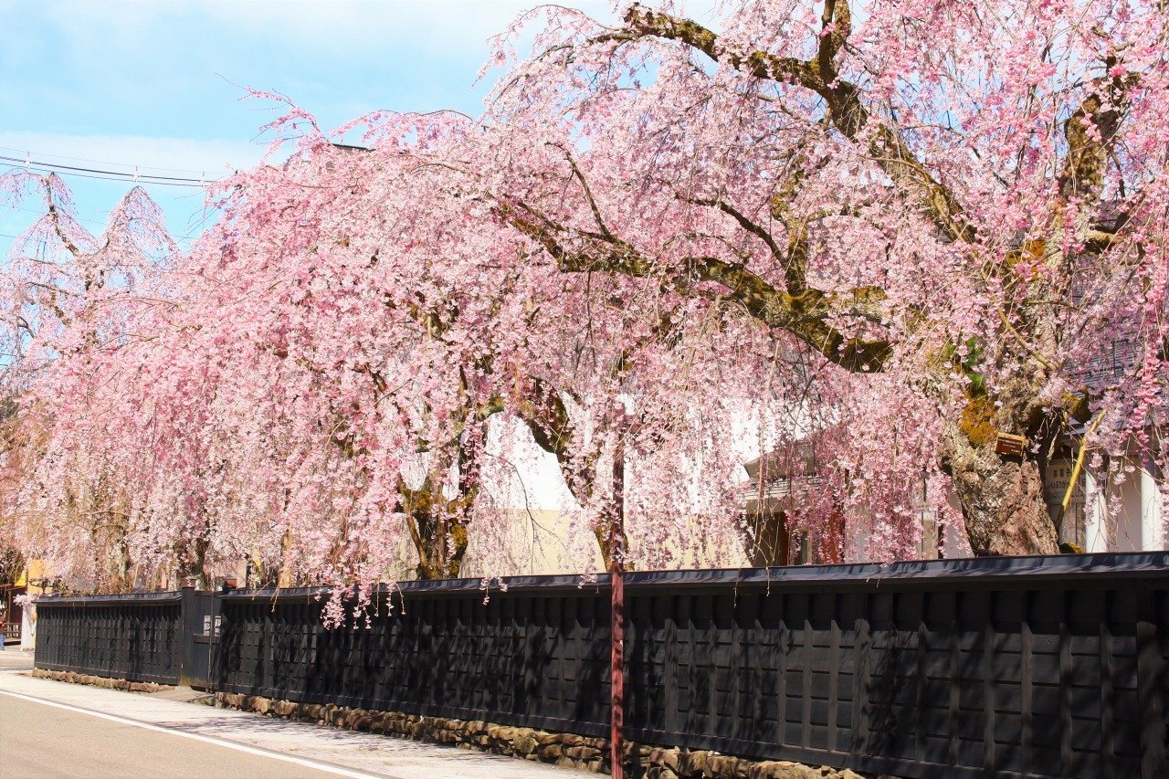 【2026年最新】角館の桜がついに見頃へ！武家屋敷と桧木内川堤を染める「みちのく三大桜」巡り完全ガイド