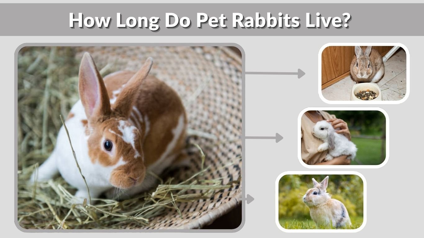 How Long Can Pet Rabbits Live