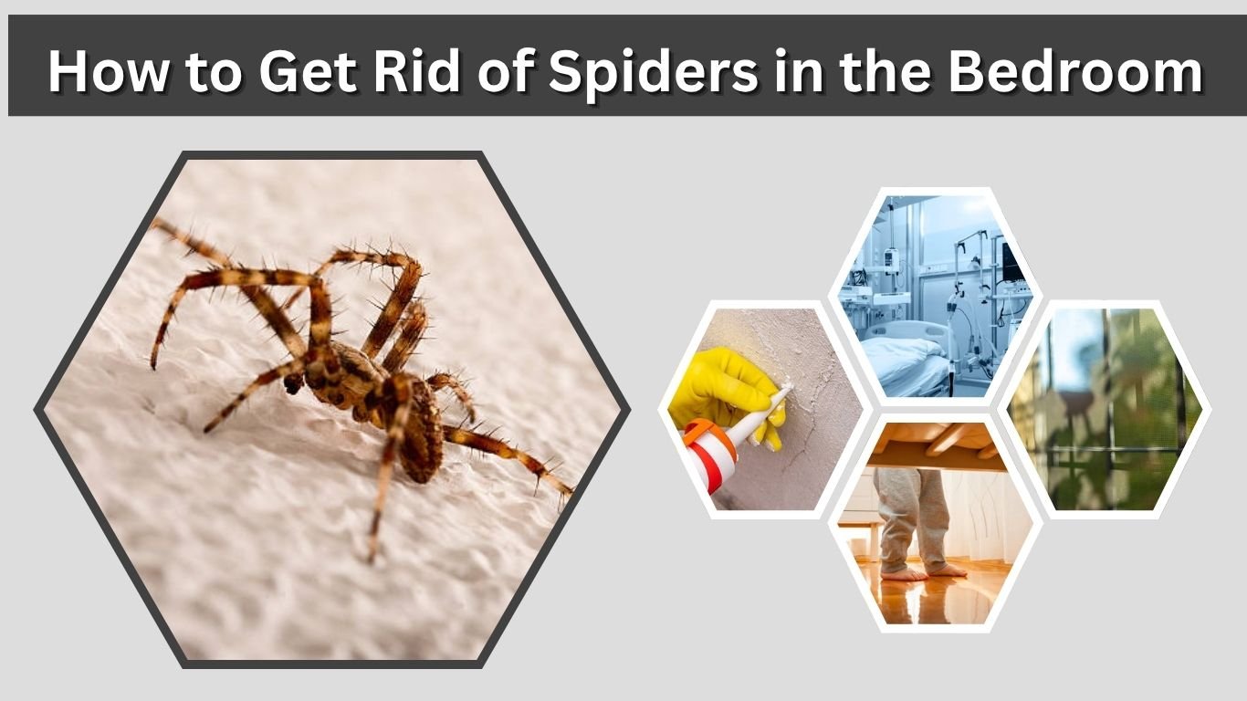 How to Get Rid of Spiders in Bedroom