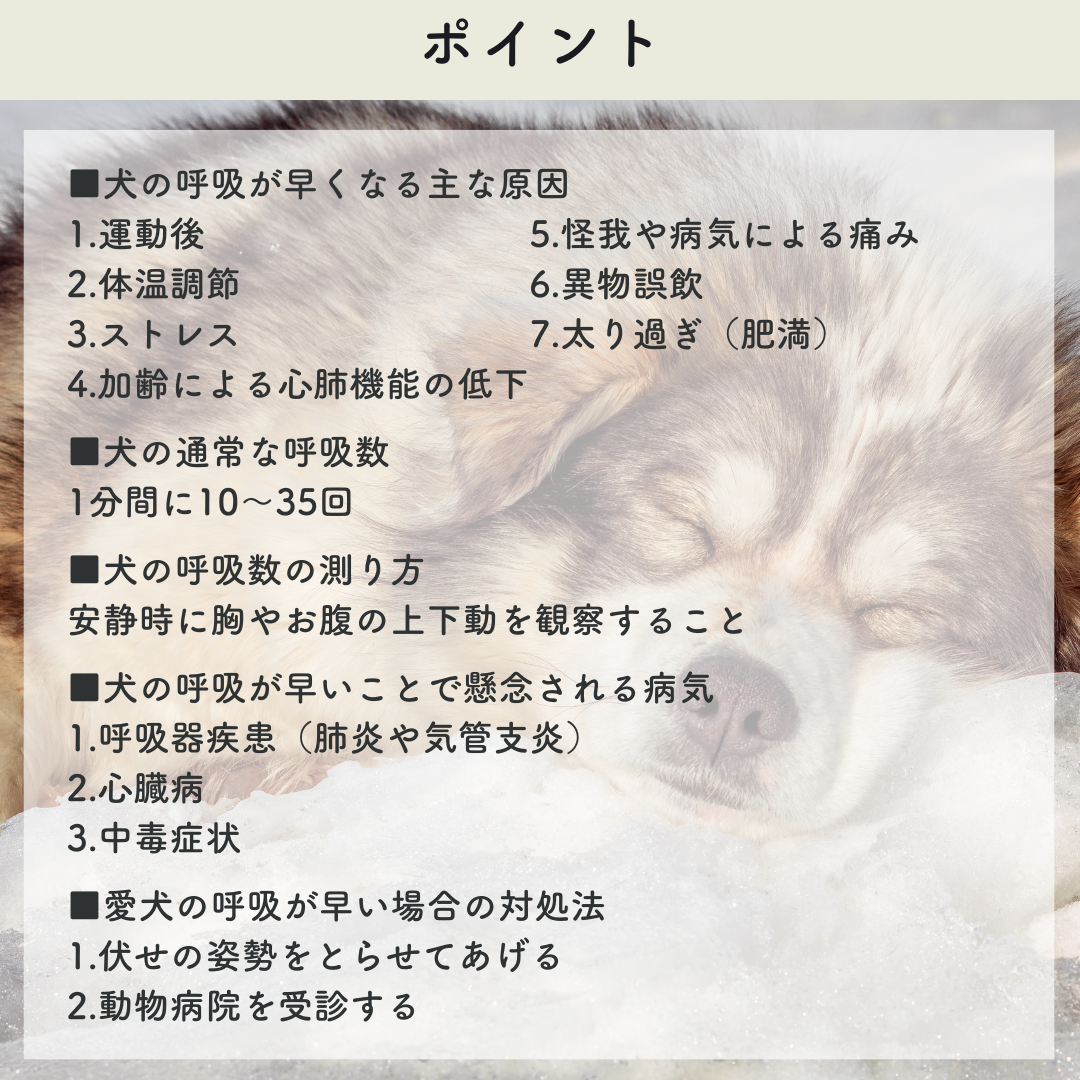 犬の呼吸が早い原因とは？見逃せない危険なサインと緊急受診の目安