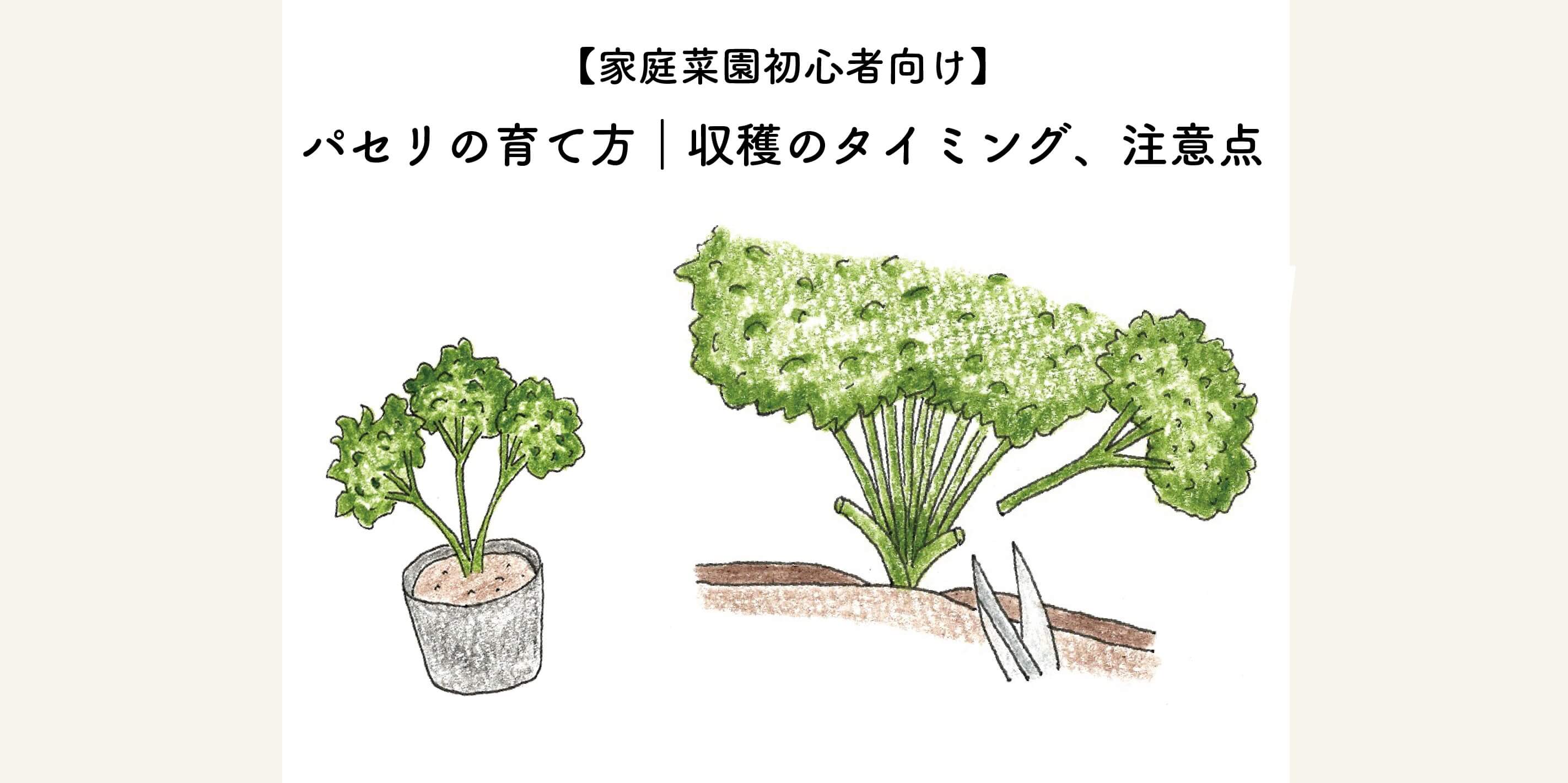 パセリの育て方決定版！すぐ枯れる原因と長期間収穫する2026年最新秘訣