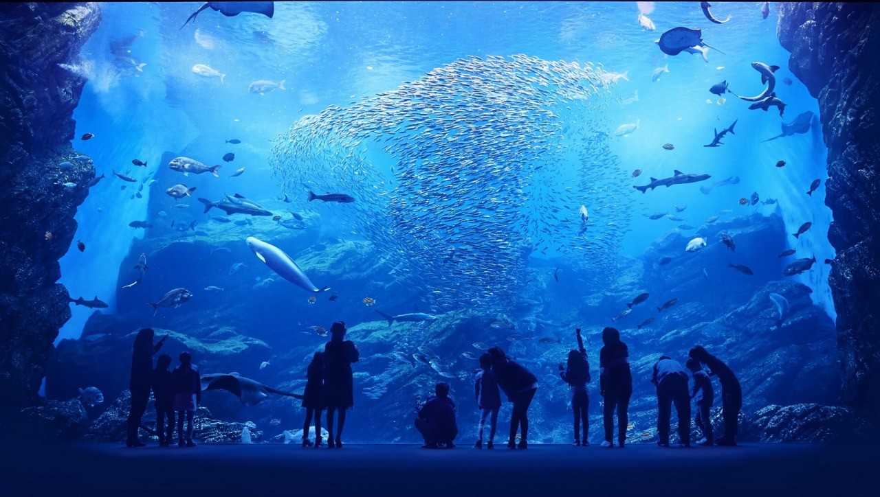 仙台うみの杜水族館の全貌！ショー・割引・混雑回避と見どころ完全ガイド
