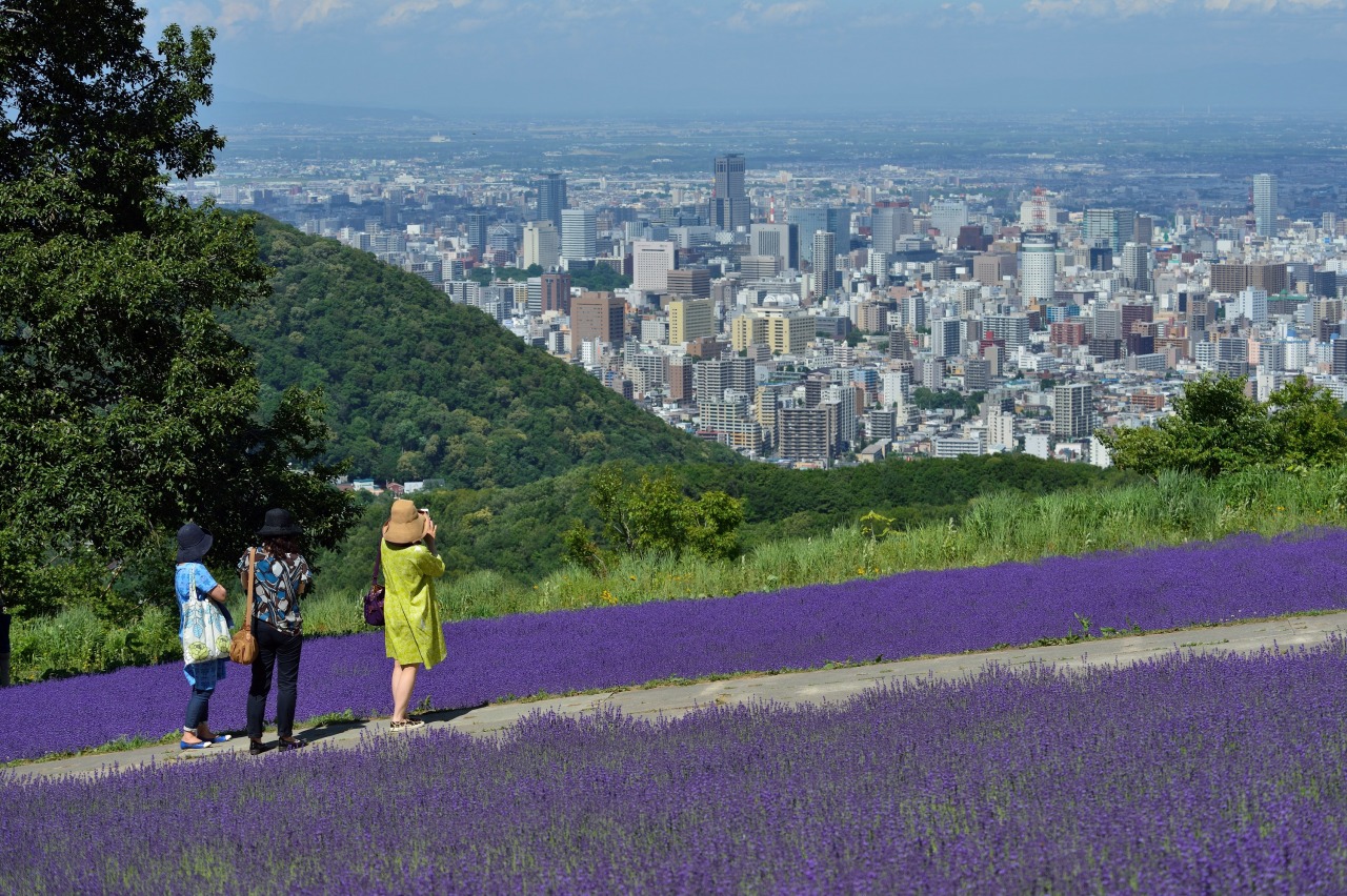 幌見峠ラベンダー園2026｜見頃と混雑攻略＆絶景夜景の完全ガイド