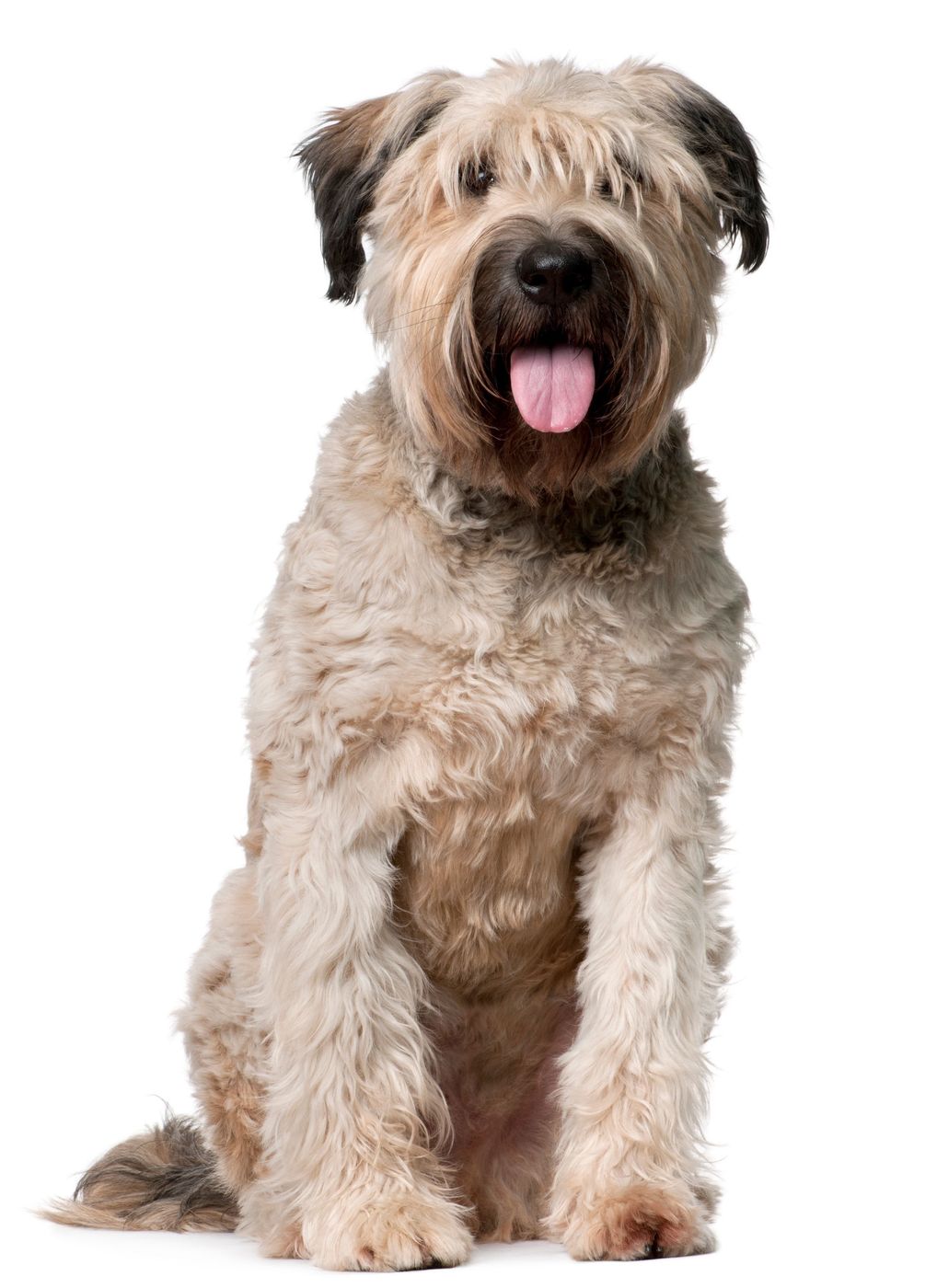 フランダースの犬の犬種は？パトラッシュ原作の黒い巨犬と変更の真相