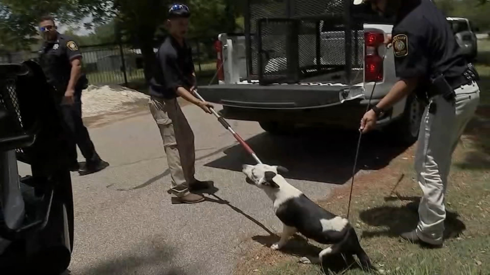 Authorities Seek Owners After Dogs Attacked Elderly Man June 18