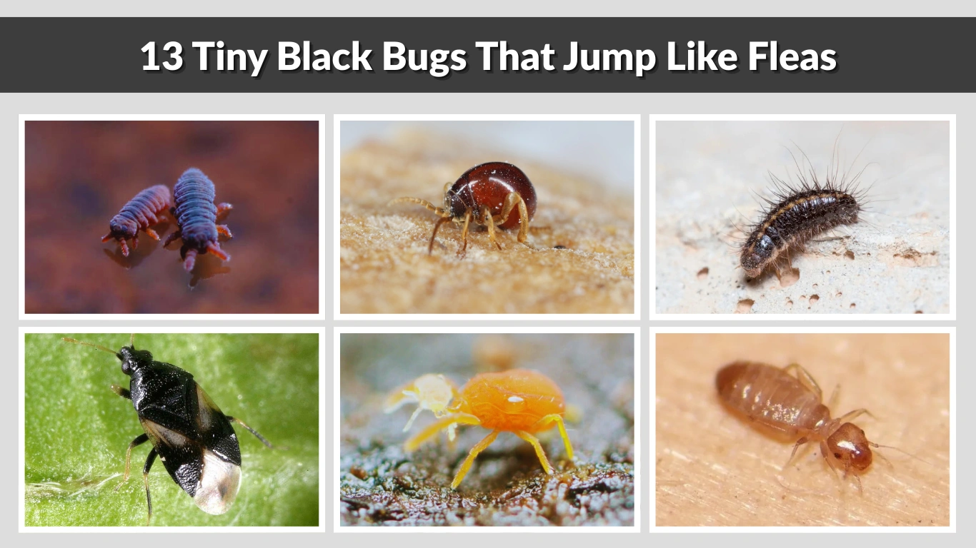 Insects That Jump Like Fleas