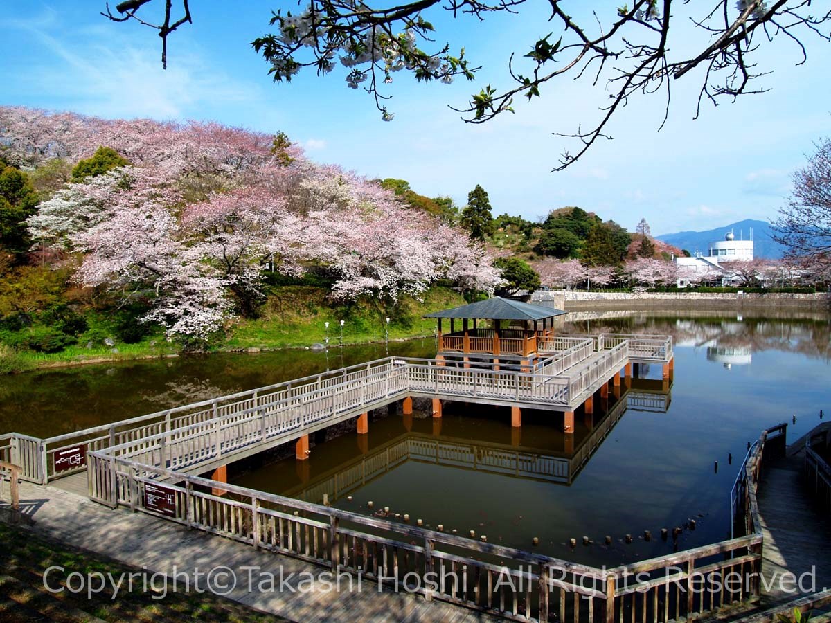 船越堤公園の桜見頃と混雑攻略！駐車場や遊具・夜景まで徹底取材