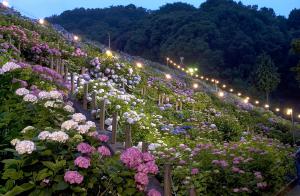 【動画まとめ】 形原 温泉 あじさい の 里 2026年最新芸能速報 #904