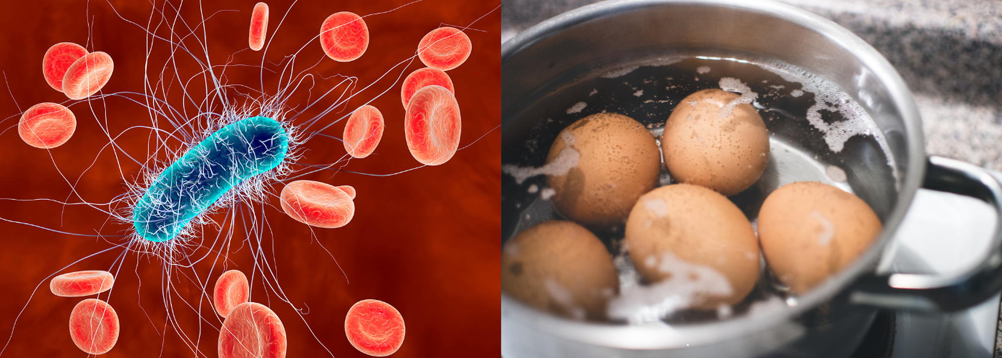 Is E Coli Killed by Cooking