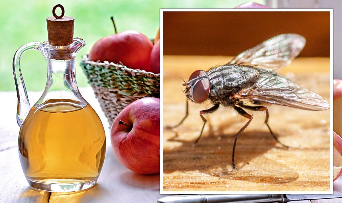 Does Vinegar Repel Flies