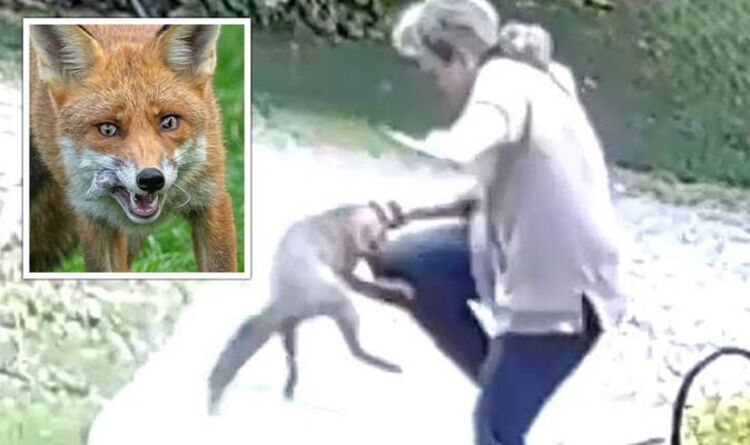 Will a Fox Attack a Human