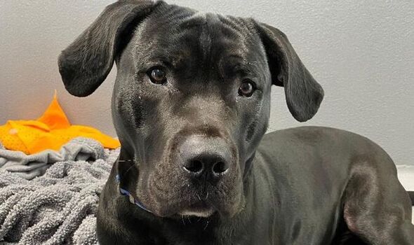 Chichester Dog Rescue Hambrook Dogs for Rehoming