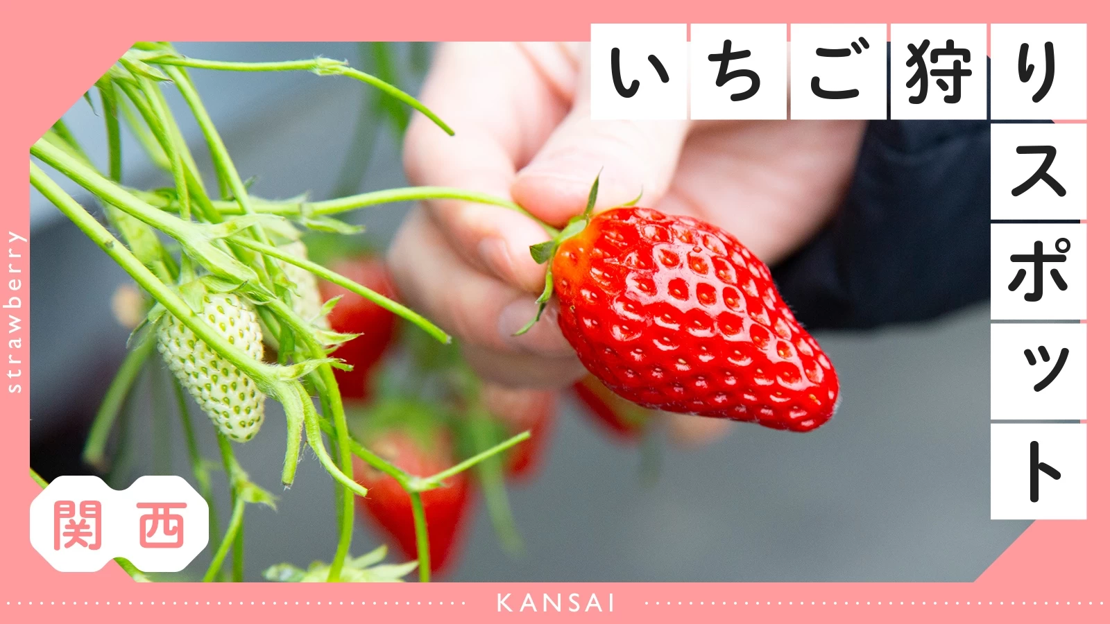 時間無制限やブランド苺の穴場農園も！春の絶品いちご狩りガイド
