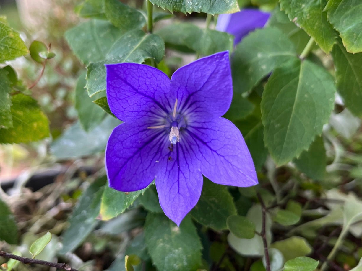 道端の紫の花の名前は何？春夏秋冬の一覧と危険な雑草の見分け方