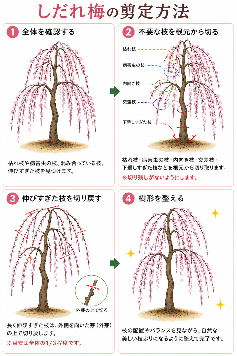 しだれ梅の剪定術！毎年花を咲かせる時期と美しい樹形を作るプロの極意