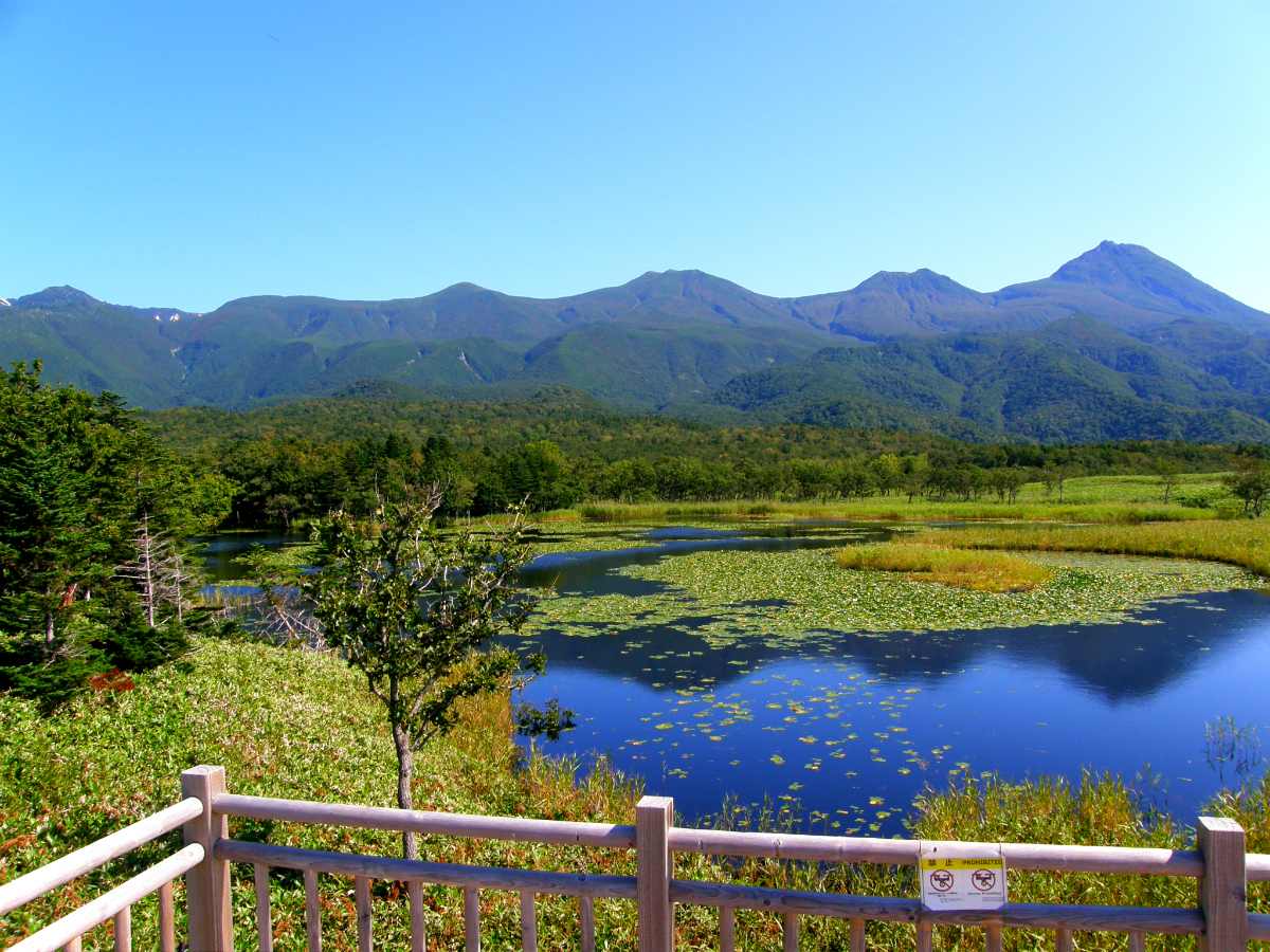 知床で相次ぐヒグマ遭遇の裏側｜緊迫の現地調査が明かす生態変化