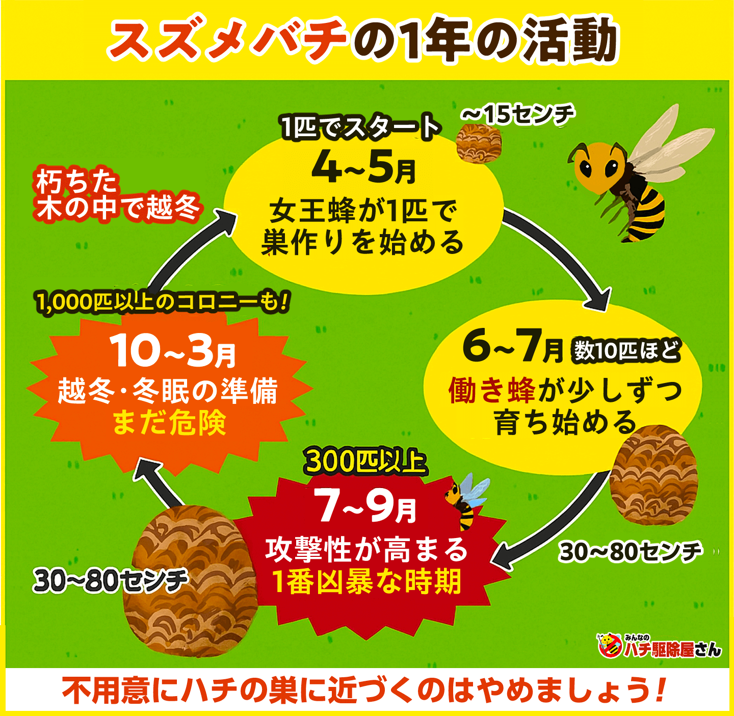 蜂の活動時期はいつ？凶暴化する危険なピーク月と巣作り予防策2026