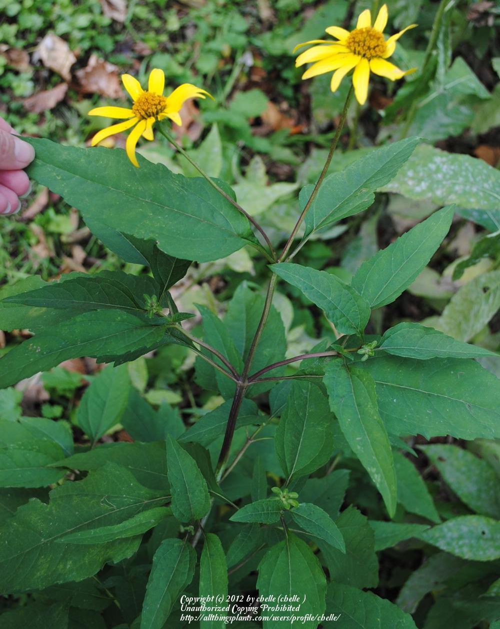 電撃引退から9年、堀北真希が選んだ「静寂」と2026年の真実：復帰説の裏で囁かれる地方移住ライフのリアル
