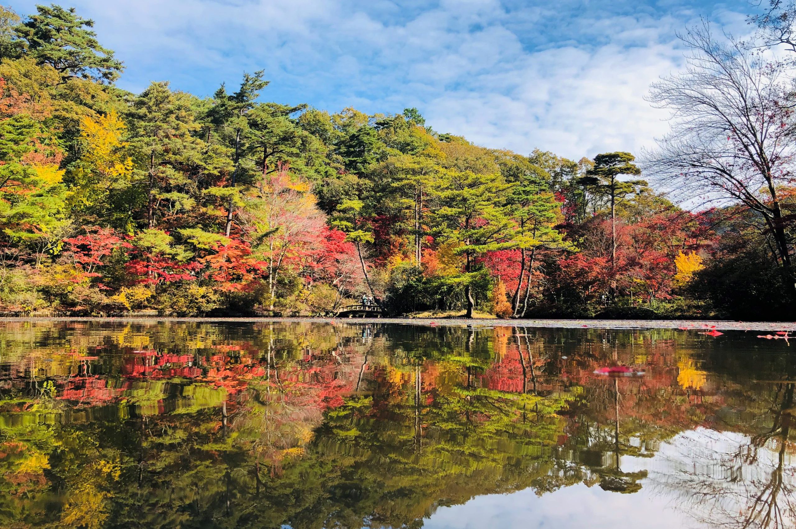神戸市立森林植物園の2026年攻略！混雑回避・見頃と絶品カフェの真価