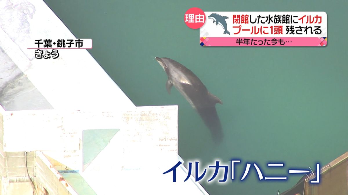 犬吠埼マリンパークのイルカ「ハニー」の結末と閉館の真相｜跡地の現在