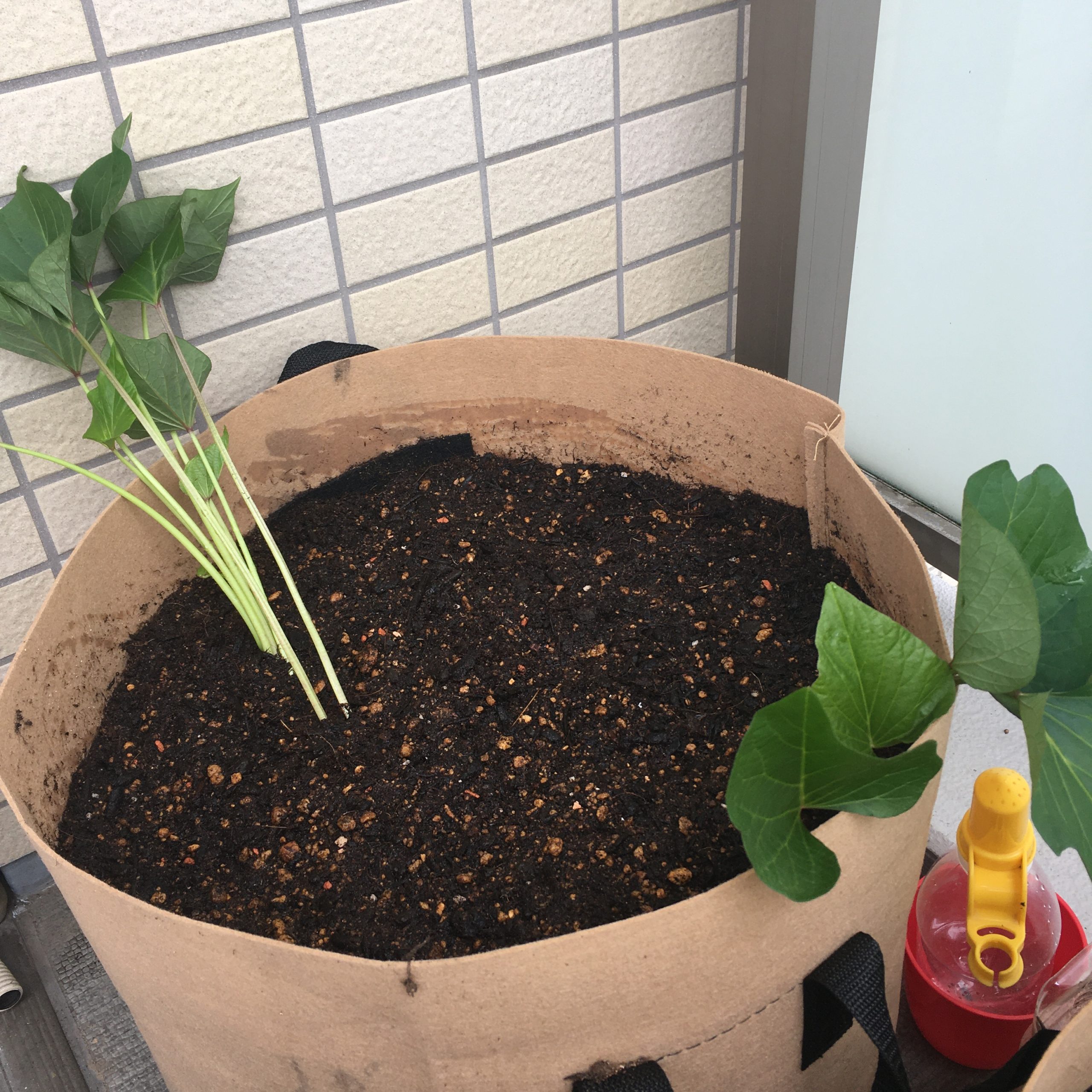 さつまいもプランター栽培の罠！芋が太らない決定打と2026年収穫術