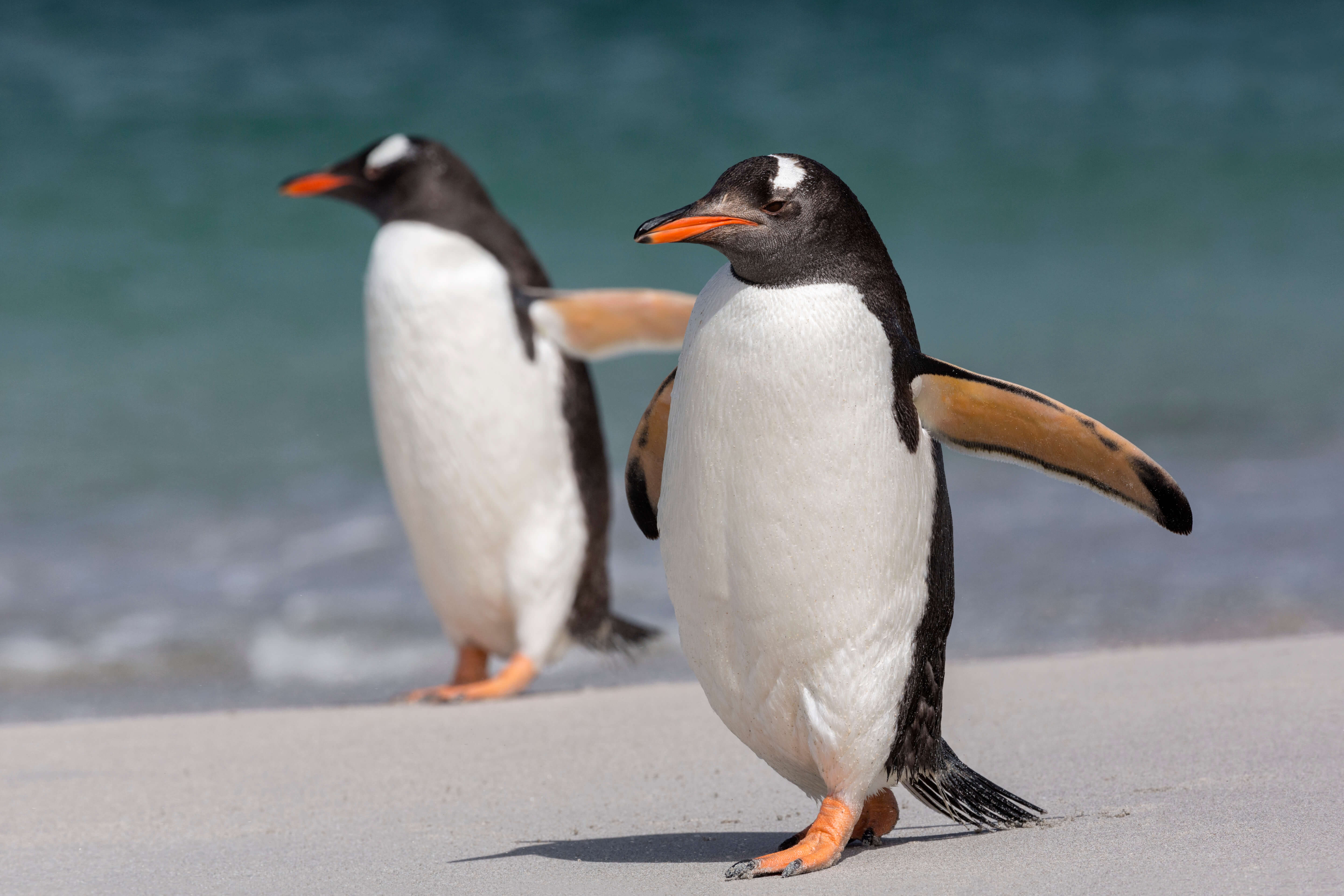 【2026年最新】南極発のバイラル動画から「ペンギン英語」ブーム到来！ネイティブの発音からビジネスで話題の意外な表現まで