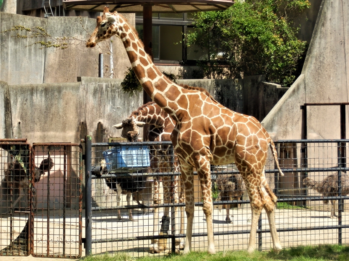 【2026年最新現地レポ】生命の息吹と緑が交差する西日本の巨大オアシス「安佐動物公園」が切り拓く、動物と人間の新しい未来
