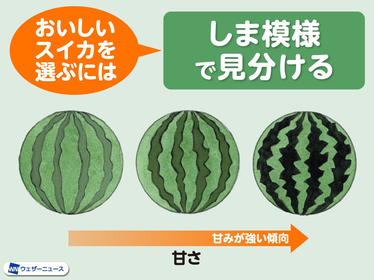 甘いスイカの見分け方！叩く音の罠と失敗しない選び方【2026】