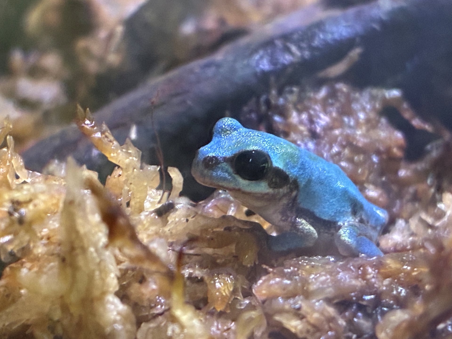 幸せを呼ぶ青いアマガエルの秘密！数万分の一の確率と突然変異