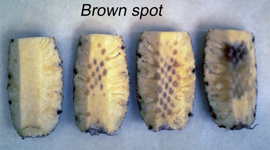 Pineapple Brown Spots Inside