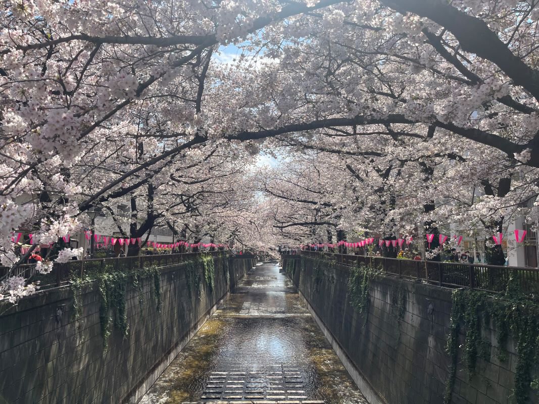 目黒川の桜並木を完全攻略！混雑回避と夜桜ライトアップ穴場ガイド