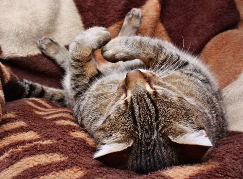愛猫が震えている原因は？命に関わるサインを見抜く救急対処法