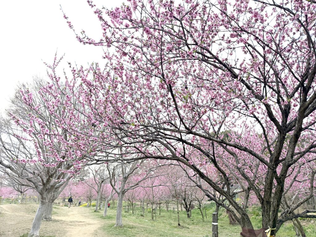 古河桃まつり2026開花状況速報！満開ピーク予想と混雑回避の全真相