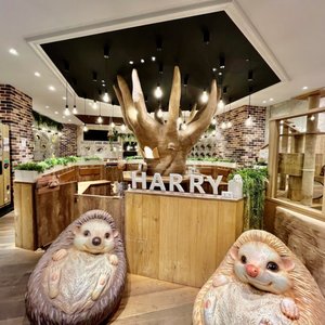【インスタ画像】 Hedgehog Cafe & Pet Store Harry Harajuku 2026年最新プロフィール #907