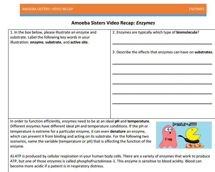 Amoeba Sisters Video Recap Real Life Enzyme Scenarios Answers