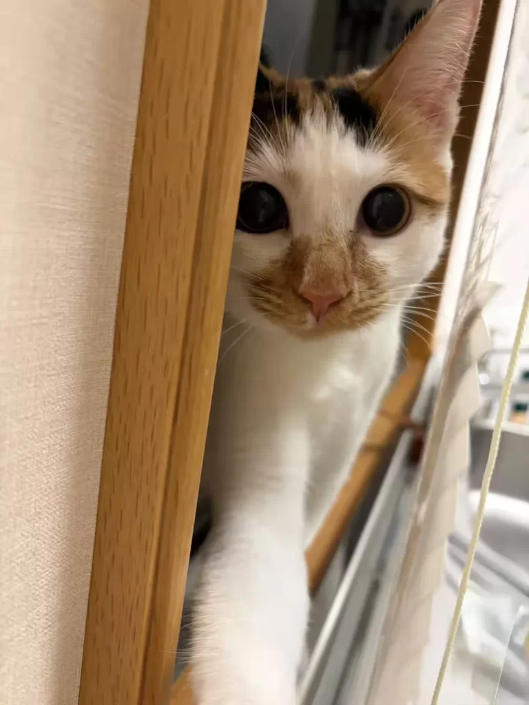 愛子さまと愛猫「セブン」の知られざる秘話！皇室で見せる素顔