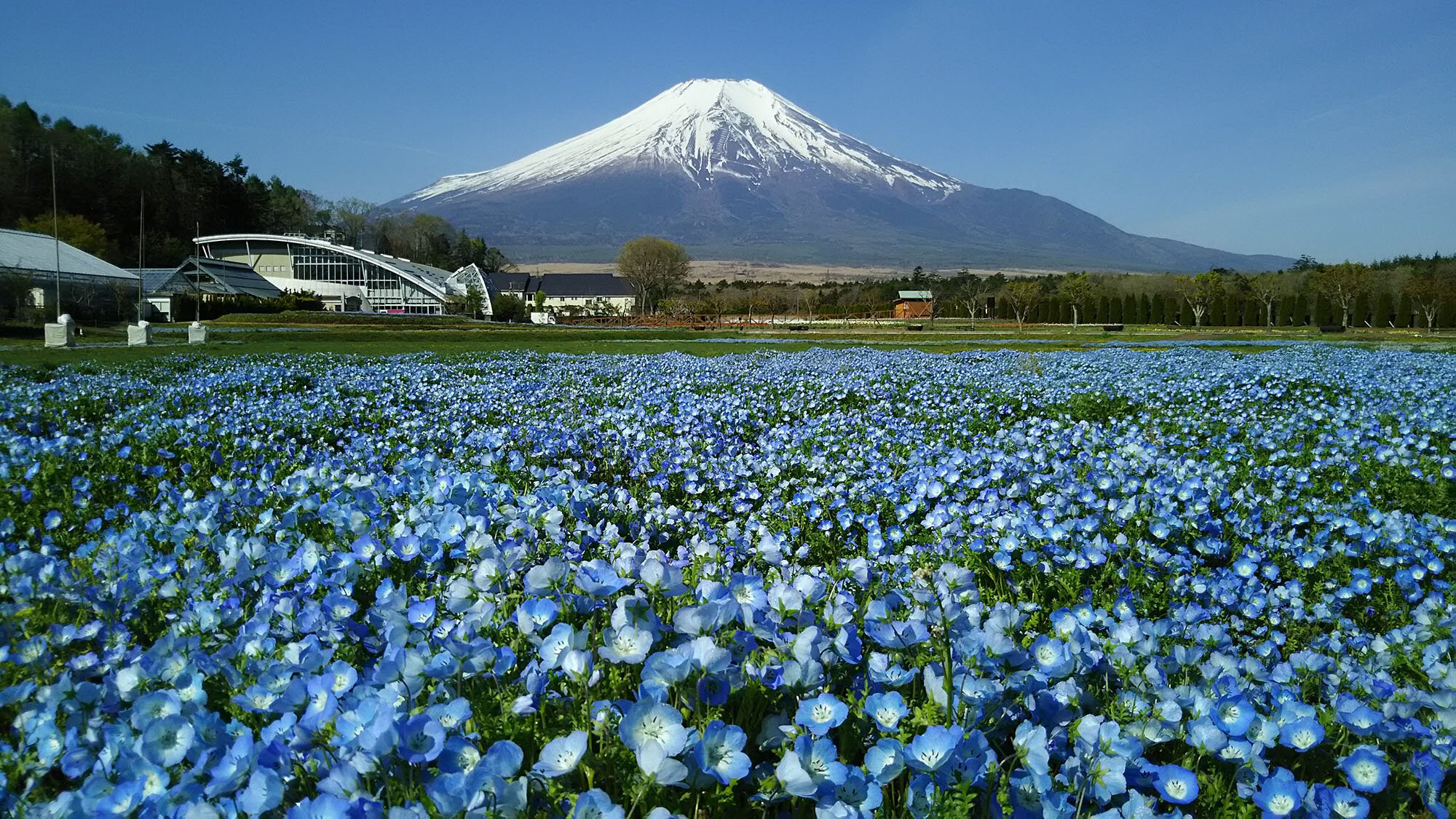 富士山と咲き誇る絶景の現在地——2026年、山中湖「花 の 都 公園」が挑む環境共生と混雑分散の最適解
